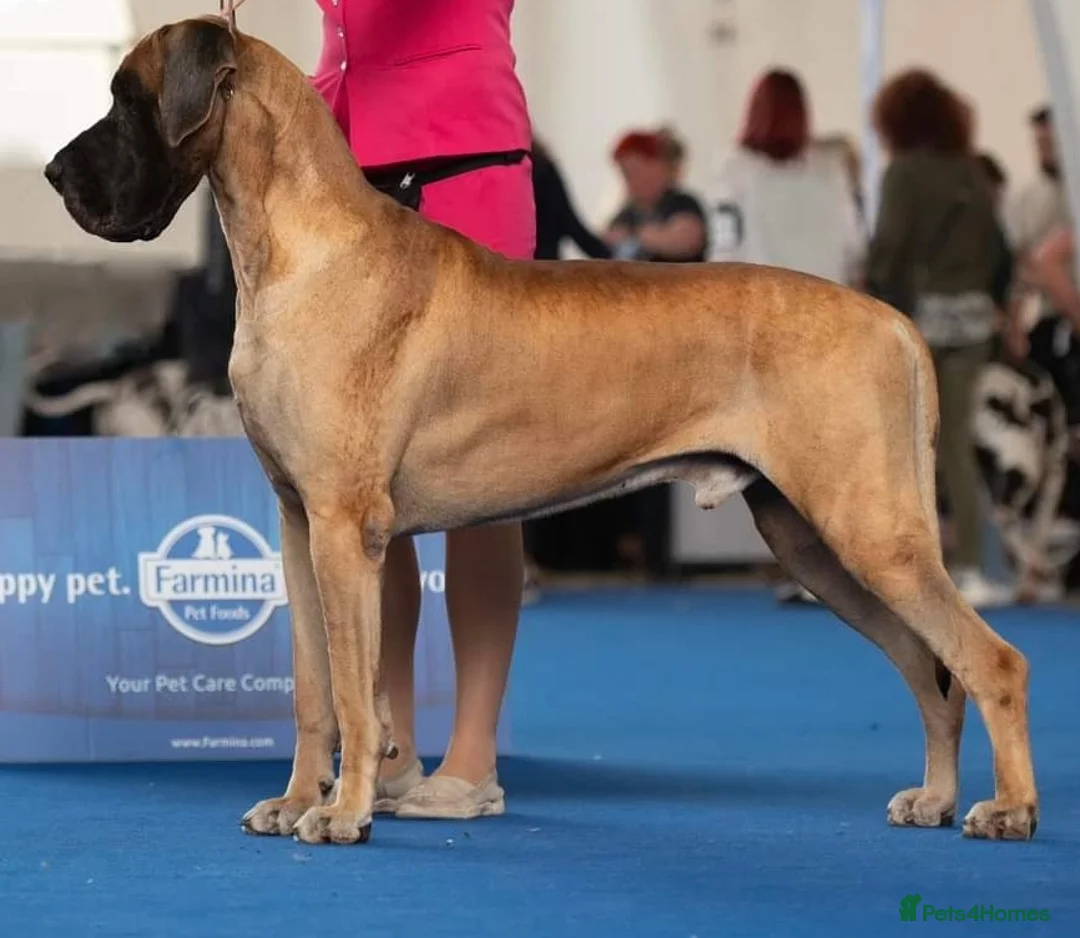 Great Dane dogs for sale: ONLY 1 LEFT Stunning Brindle Male Great Dane Pup - Advert 2