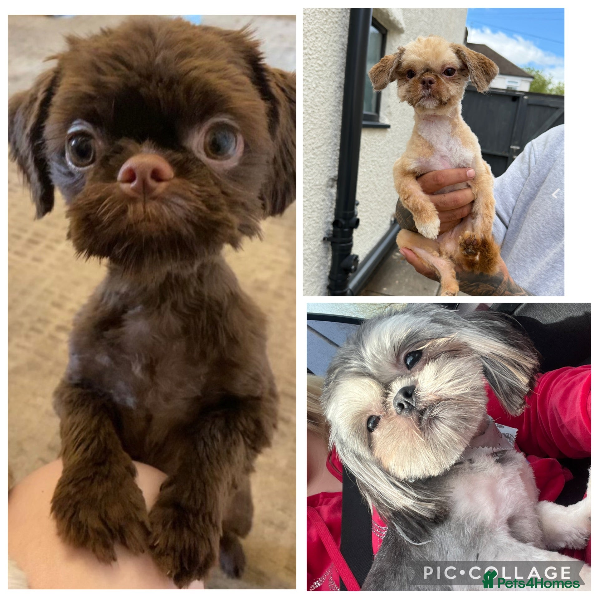 Shih Tzu dogs 3 x handsome tiny kc stud boys  - Advert 7