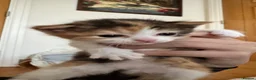British Longhair cats for sale: British Longhair mum + 5 kittens (available soon) in Stanmore - Advert 12