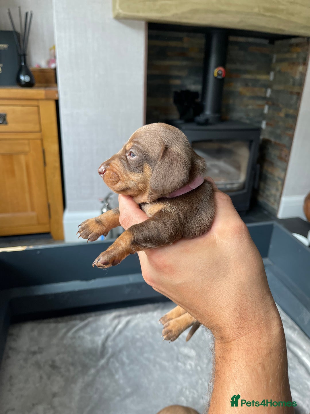 Miniature Dachshund dogs for sale: 🐾READY TO LEAVE NEXT WEEK🐾 - Image 22