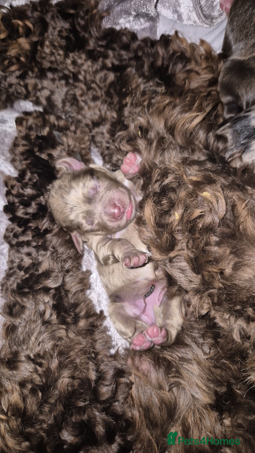 Cocker Spaniel dogs for stud: Merle Cocker stud in Shildon - Image 13
