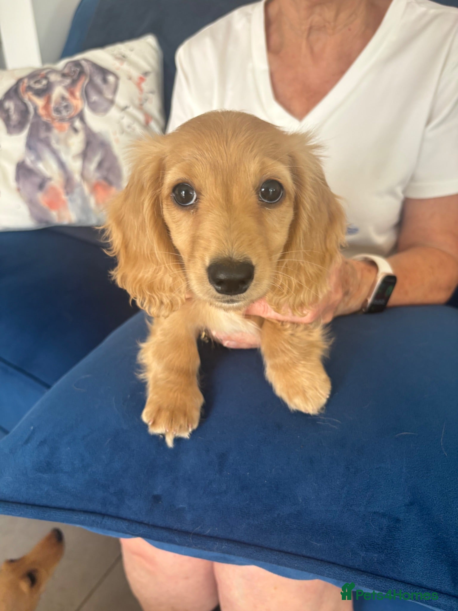 Miniature Dachshund dogs Pure cream long haired mini dachshunds - Advert 1