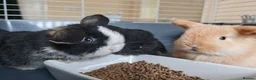 Mini Lop rabbits for sale: Beautiful Baby Mini Lops  - Advert 8