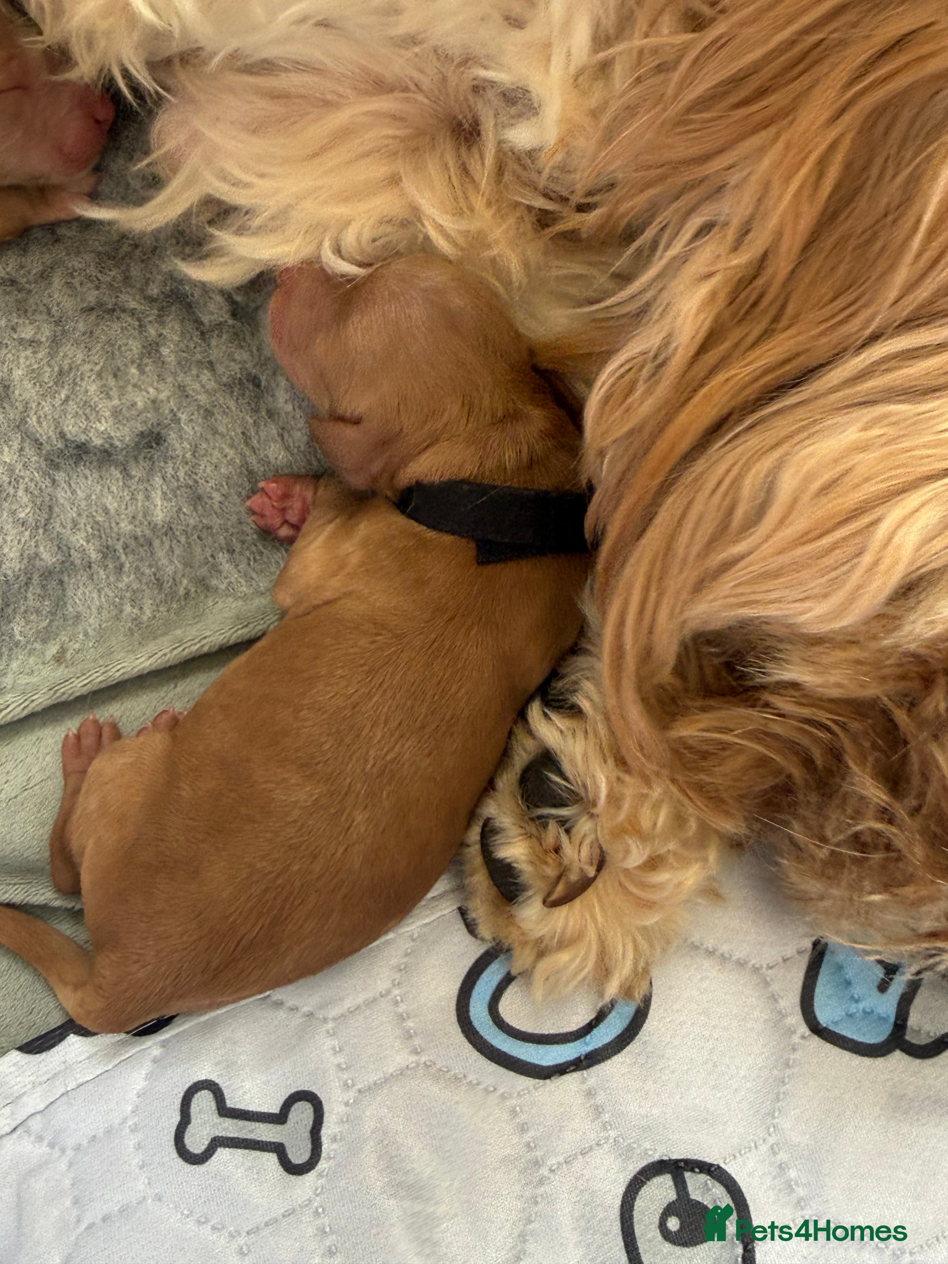 Cockapoo dogs for sale: cockapoo puppies for sale  - Advert 4