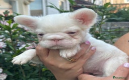 French Bulldog dogs for sale: Fluffy Frenchies - Image 5