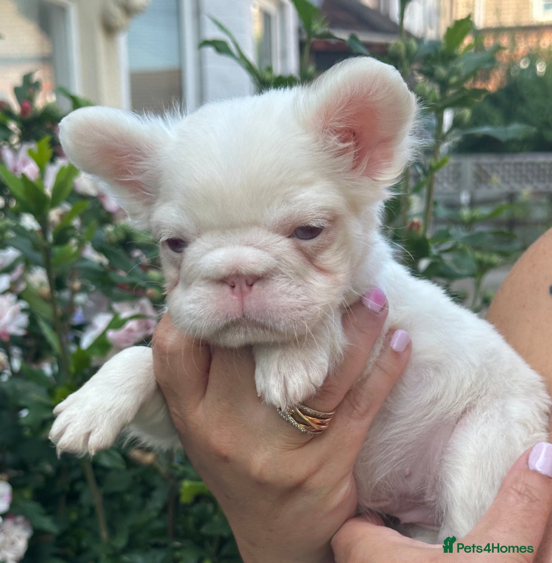 French Bulldog dogs for sale: Fluffy Frenchies - Image 5