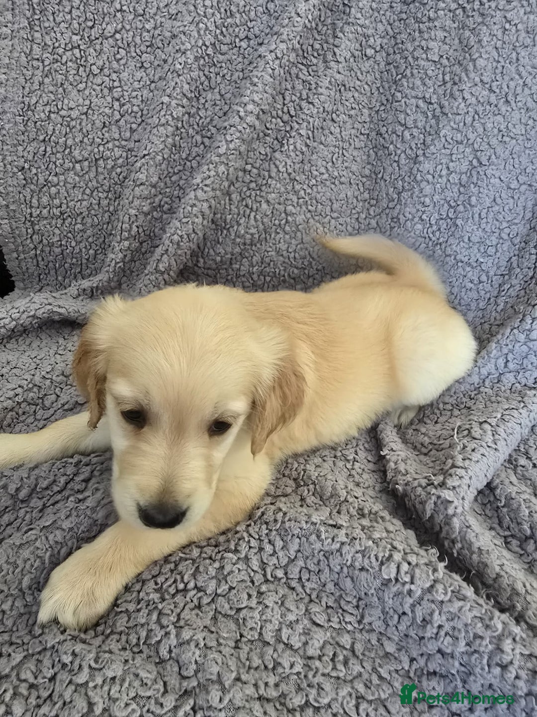 Golden Retriever dogs for sale: Kc Golden Retriever puppies for sale  - Image 20