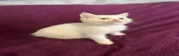 British Shorthair cats for sale: Gccf British Shorthair kittens  - Advert 23