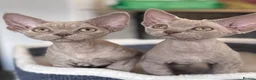 Devon Rex cats for sale: Fantastic pedigree Devon Rex kittens  - Advert 1