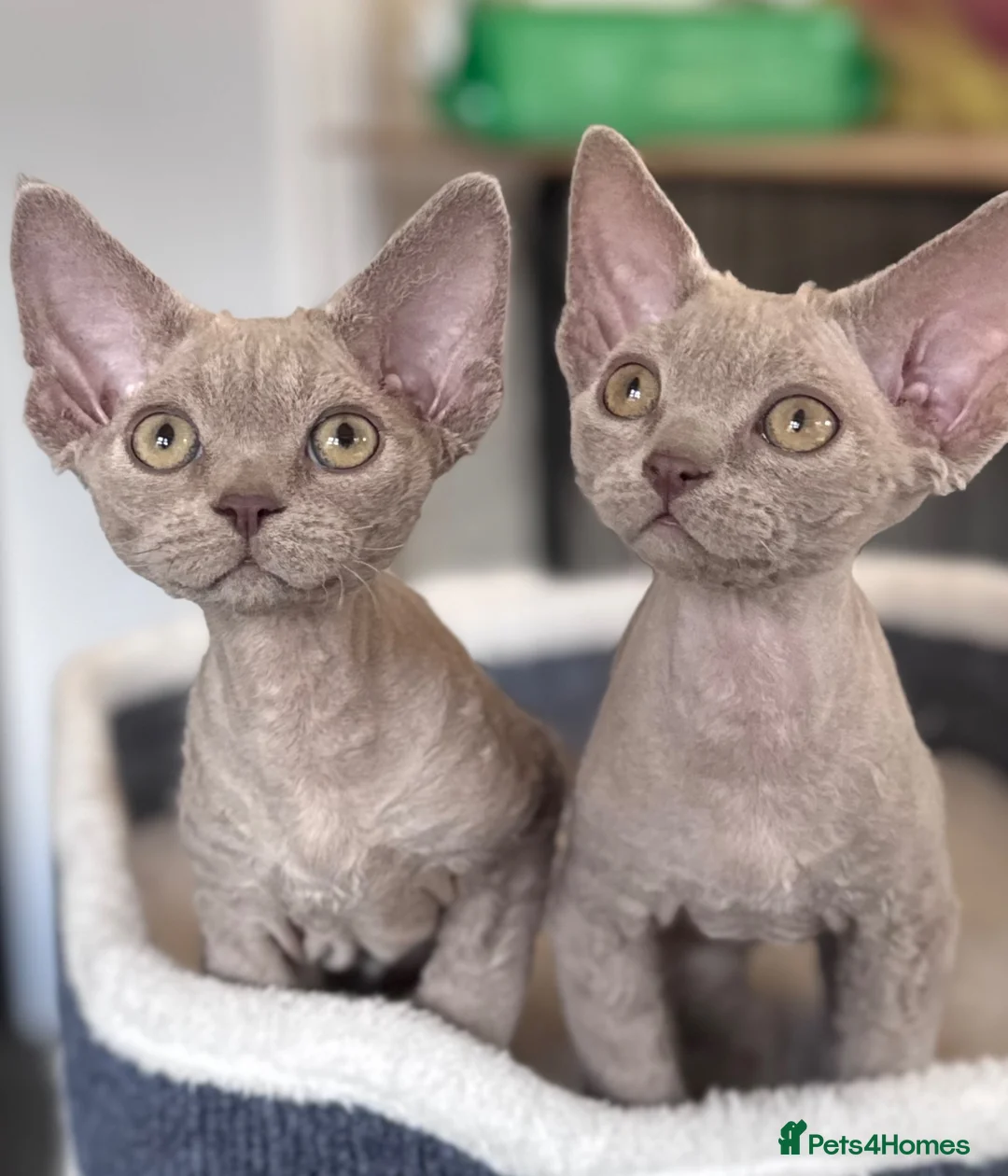 Devon Rex cats for sale: Fantastic pedigree Devon Rex kittens  - Advert 1