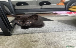 British Shorthair cats for sale: British short hair kitten chocolate brown - Image 7