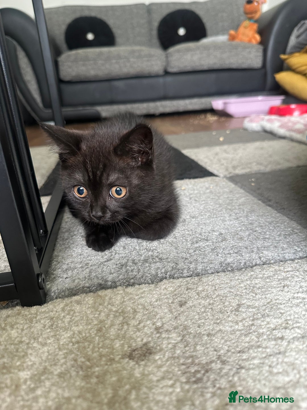 British Shorthair cats for sale: British short hair kitten chocolate brown - Image 7