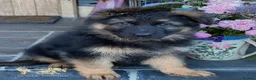German Shepherd dogs for sale: Beautiful German Shepherd Puppies - Advert 6