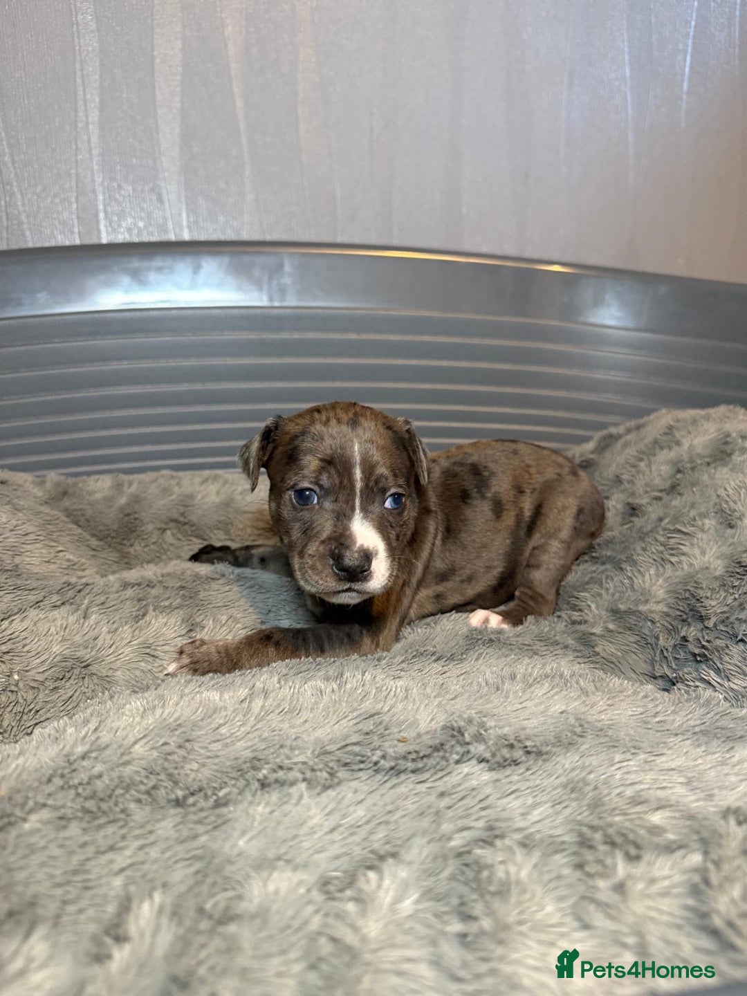 Staffordshire Bull Terrier dogs for sale: Staffordshire bull terrier puppy’s  - Image 16