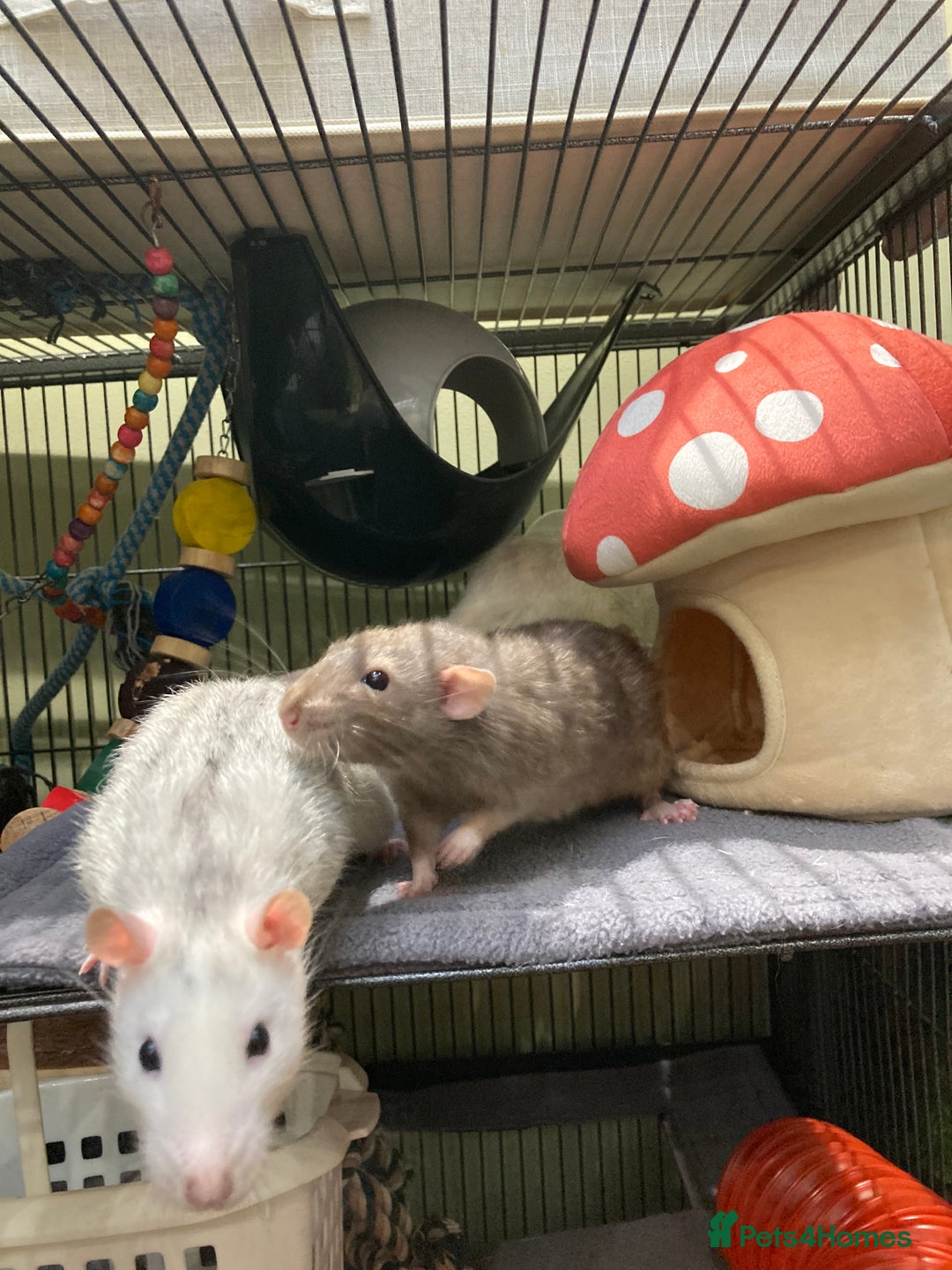 Rat rodents for sale: 3 Rat boys for rehoming - Image 1