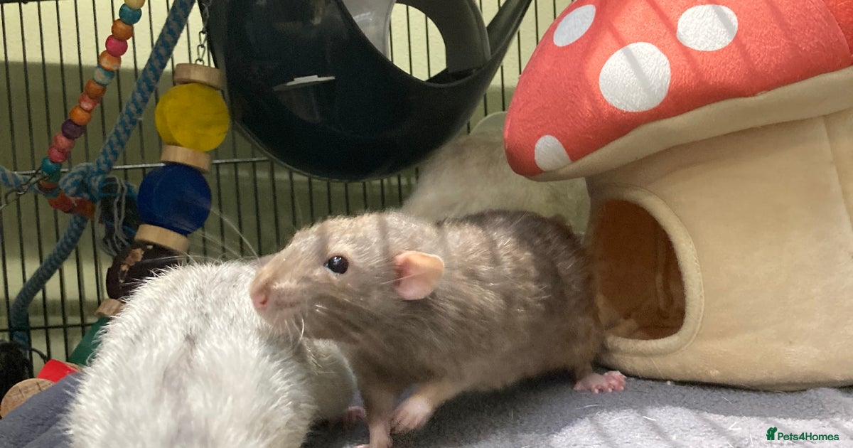 3 Rat boys for rehoming for sale in Maidstone | Pets4Homes