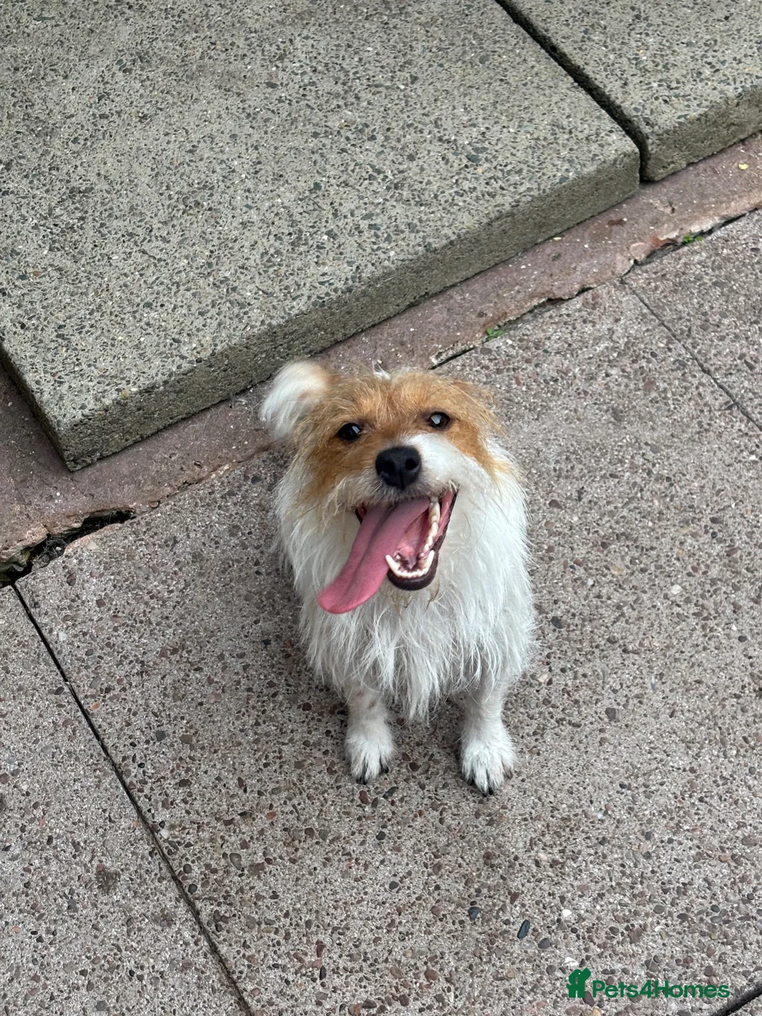 Jack Russell dogs for sale: Penny 1 year old Jack Russell female  - Advert 2