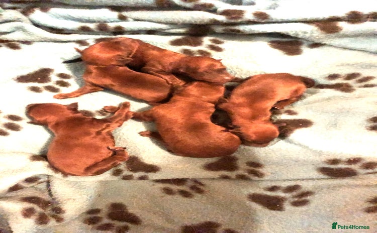 Irish Terrier dogs 5 Irish Terrier pups born 14 November! - Advert 1