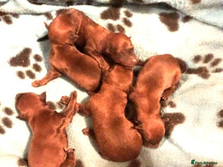 Irish Terrier dogs 5 Irish Terrier pups born 14 November! - Advert 11