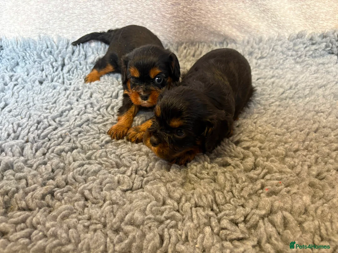 Cavalier King Charles Spaniel dogs for sale: Kc registered Cavalier King Charles puppies  in Chesterfield - Advert 6