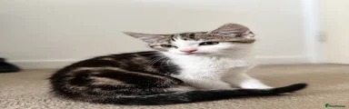 American Shorthair 2