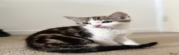 American Shorthair cats for sale: American short hairs ready to go  in Southampton - Advert 5