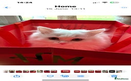 Persian cats for sale: Perla  - Image 4