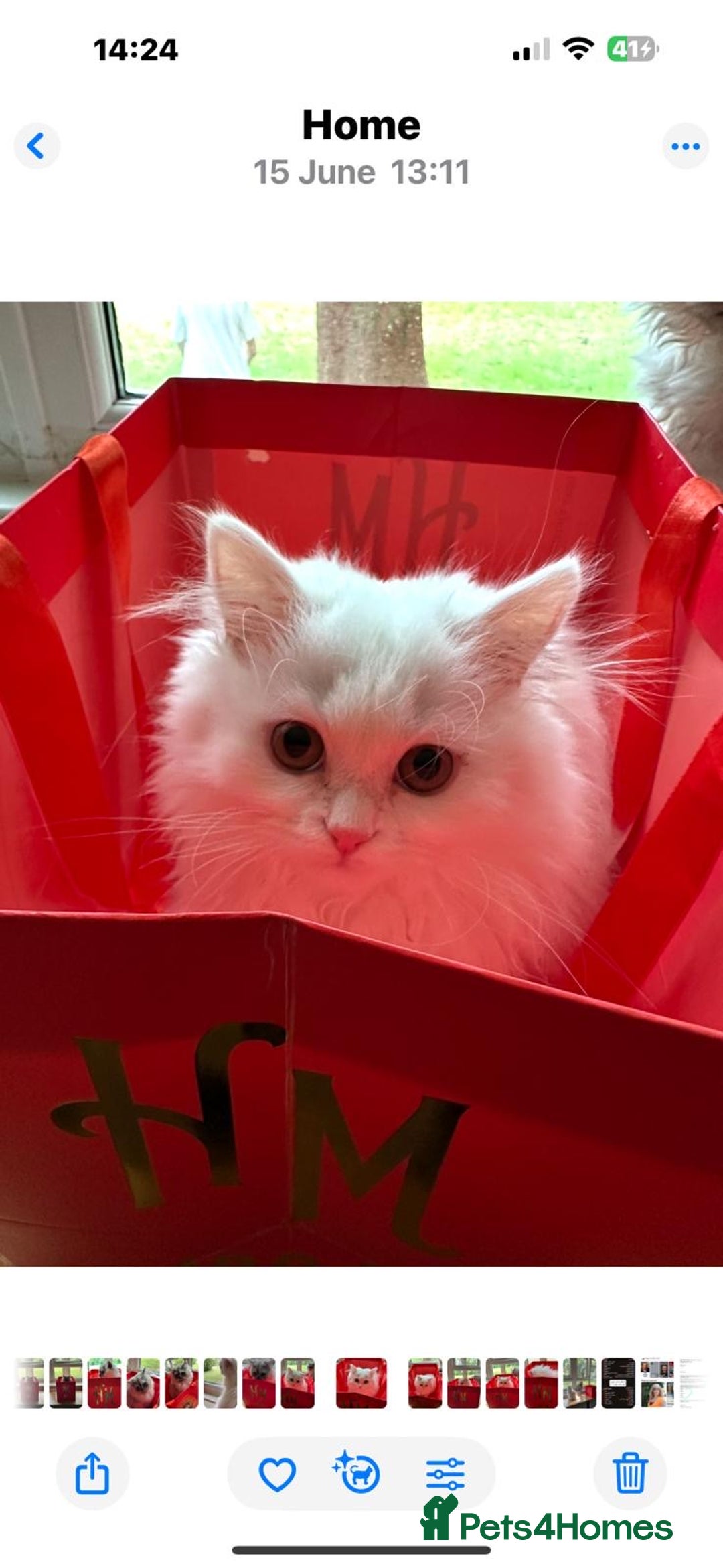 Persian cats for sale: Perla  - Image 4