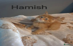 Maine Coon cats for sale: Gorgeous maine coon kittens - Image 19