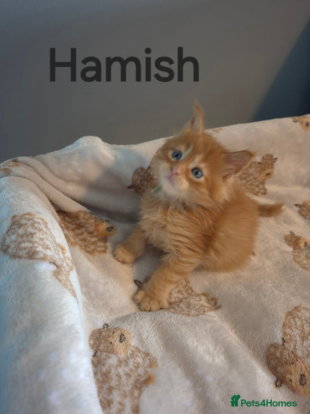 Maine Coon cats for sale: Gorgeous maine coon kittens - Image 19