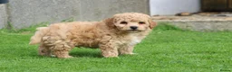 Poochon dogs for sale: Beautiful Poochon puppies for sale  - Advert 12