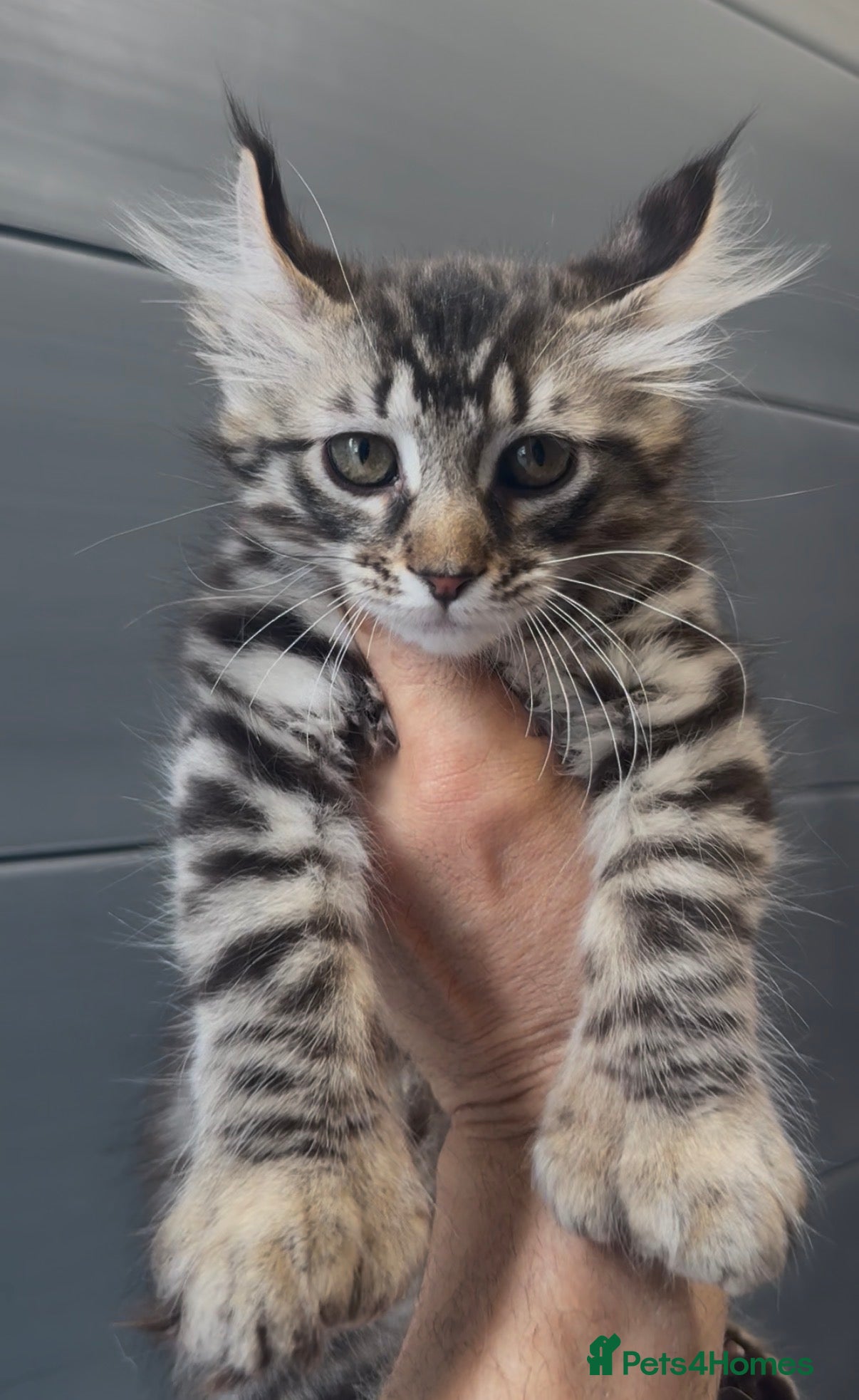 American Curl cats American curl kittens rare breed ready now - Advert 1
