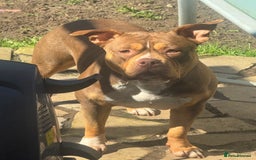 Mixed Breed dogs for sale: Need forever home ❤️ - Image 10