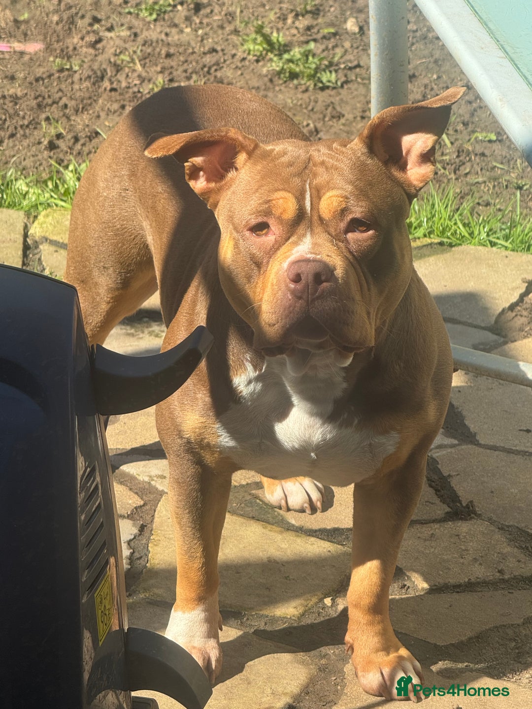 Mixed Breed dogs for sale: Need forever home ❤️ - Image 10