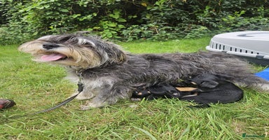 Mixed Breed dogs - Advert 4