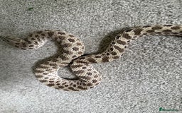 Snake reptiles for sale: Female Western Hognose  - Image 3