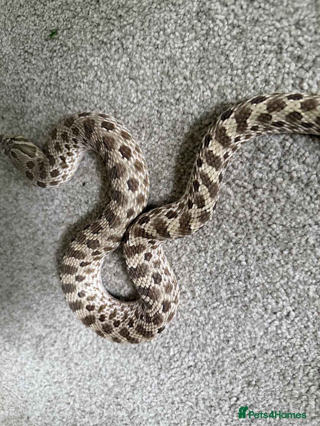 Snake reptiles for sale: Female Western Hognose  - Image 3