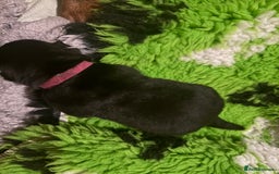 Rottweiler dogs for sale: Rottweiler Puppies  - Image 9