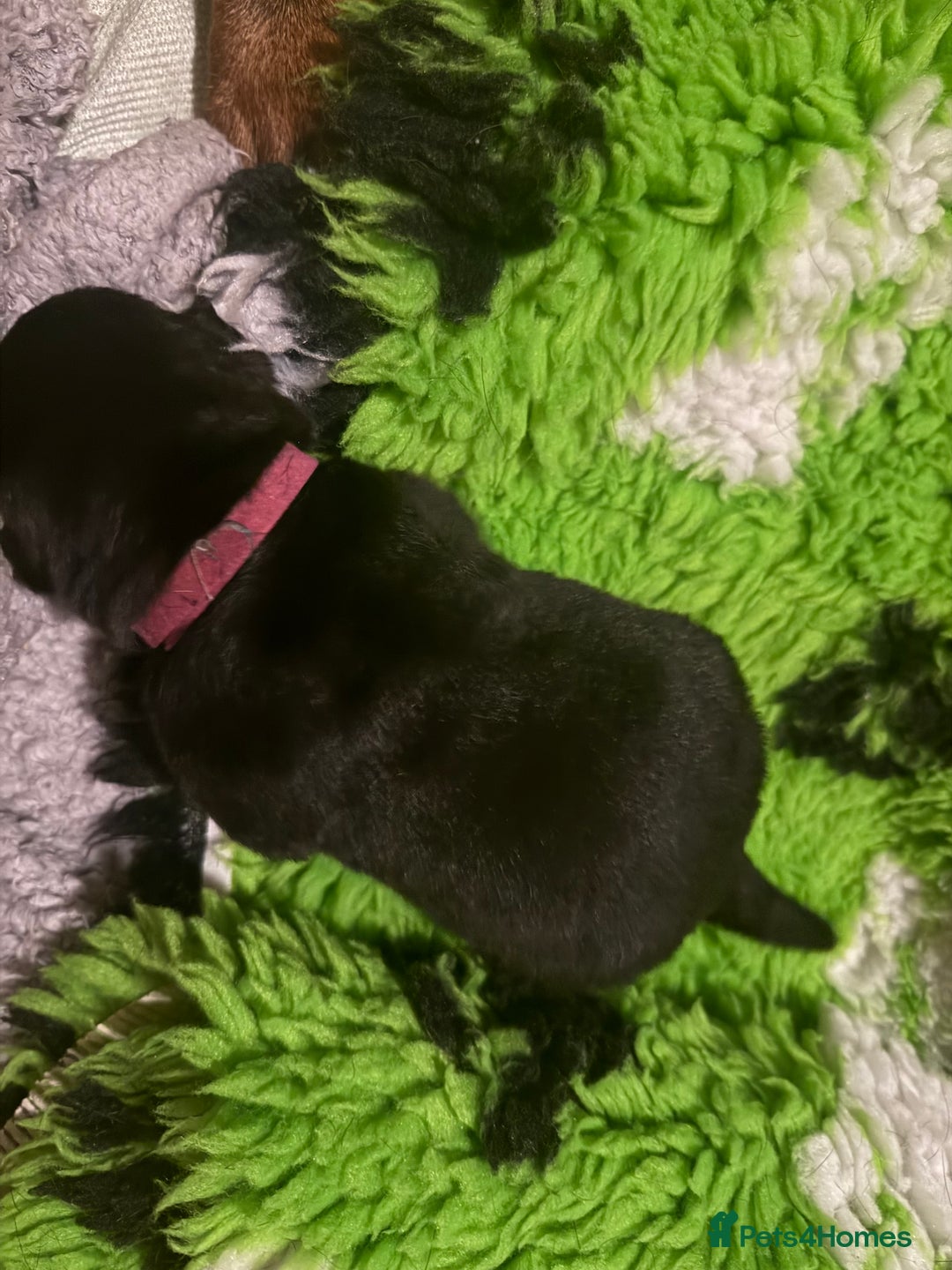 Rottweiler dogs for sale: Rottweiler Puppies  - Image 9