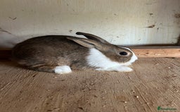 Dutch rabbits for sale: Dutch Brown Grey rabbit baby girls - Image 3