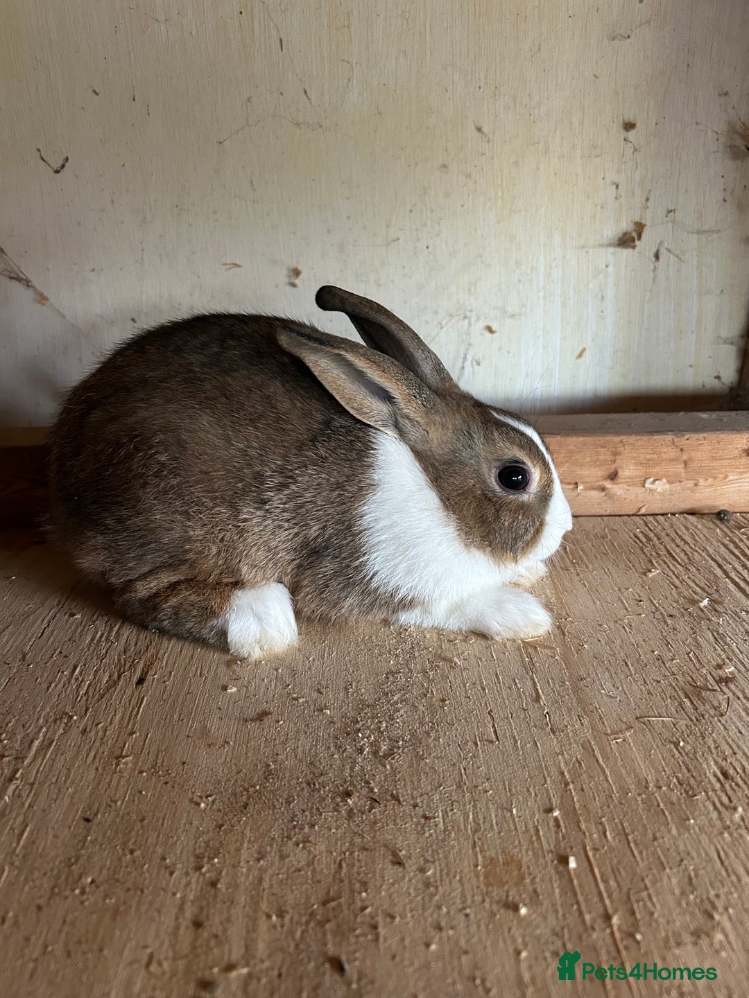 Dutch rabbits for sale: Dutch Brown Grey rabbit baby girls - Image 3