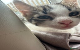 Mixed Breed cats for sale: Beautiful boy kitten ready for new home - Image 1