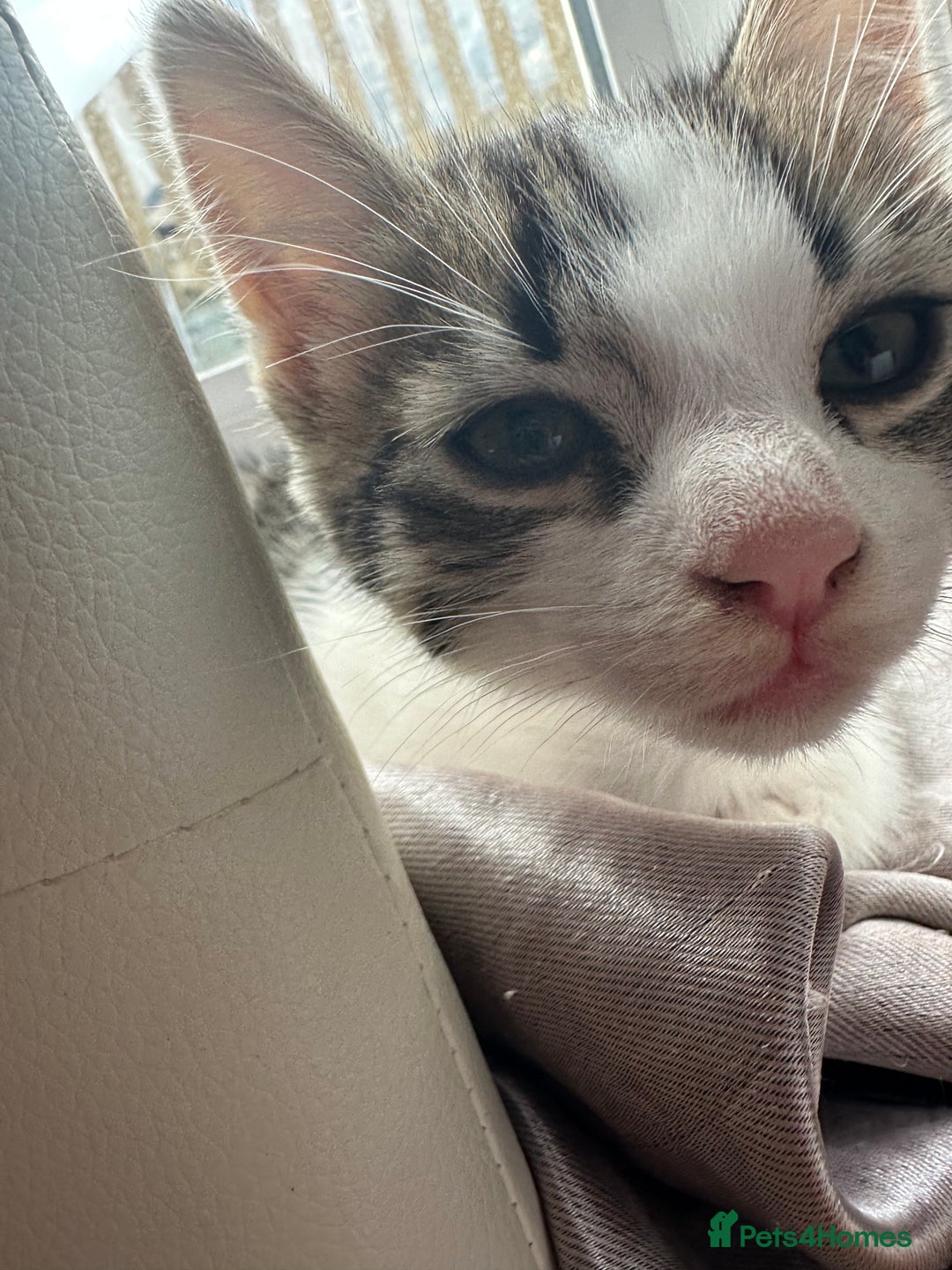 Mixed Breed cats for sale: Beautiful boy kitten ready for new home - Image 1