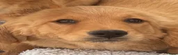 Golden Retriever dogs for sale: KC Healthy Golden Retriever Puppies - Advert 14