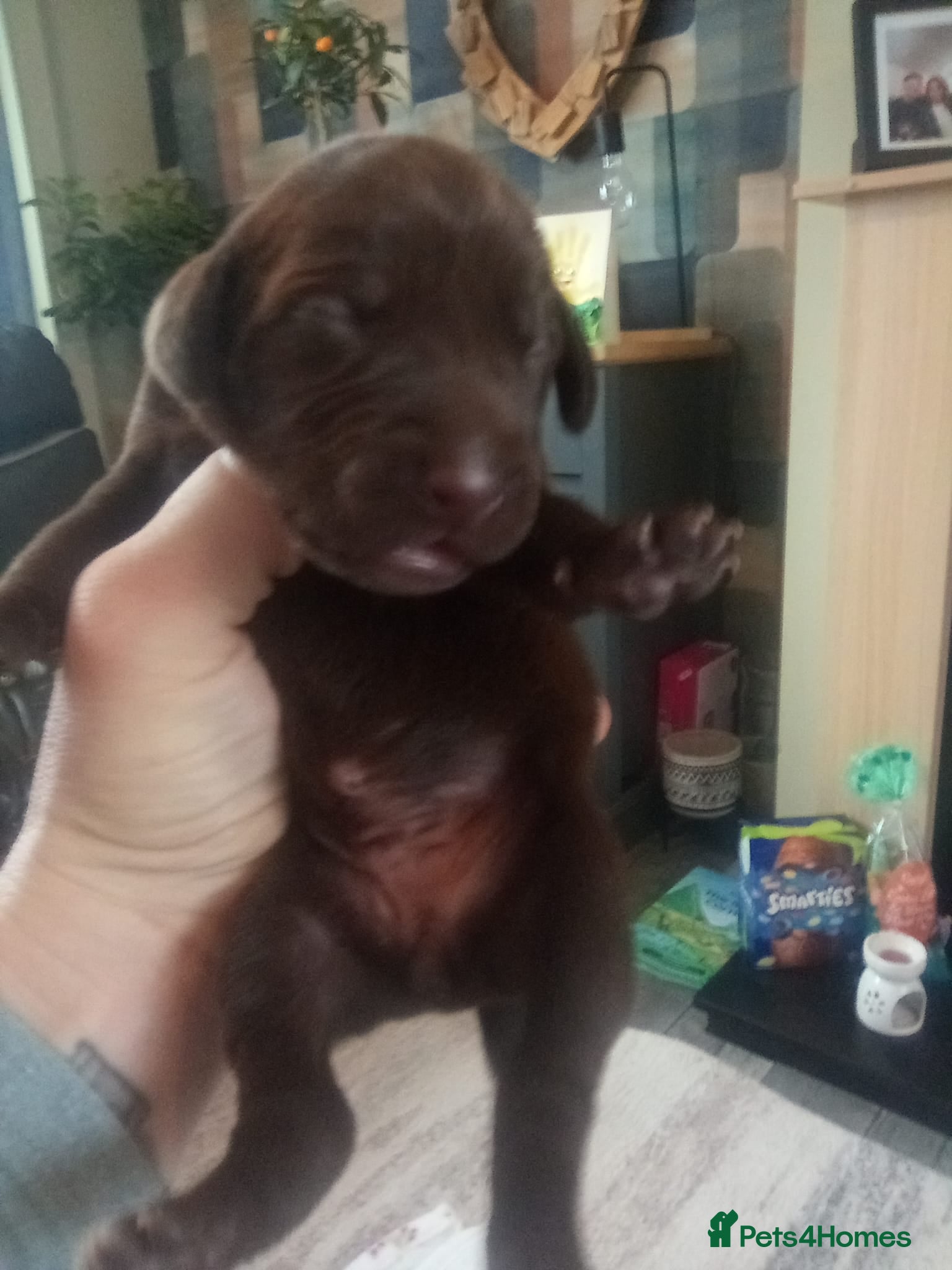 Mixed Breed dogs Pointador pups - Advert 2