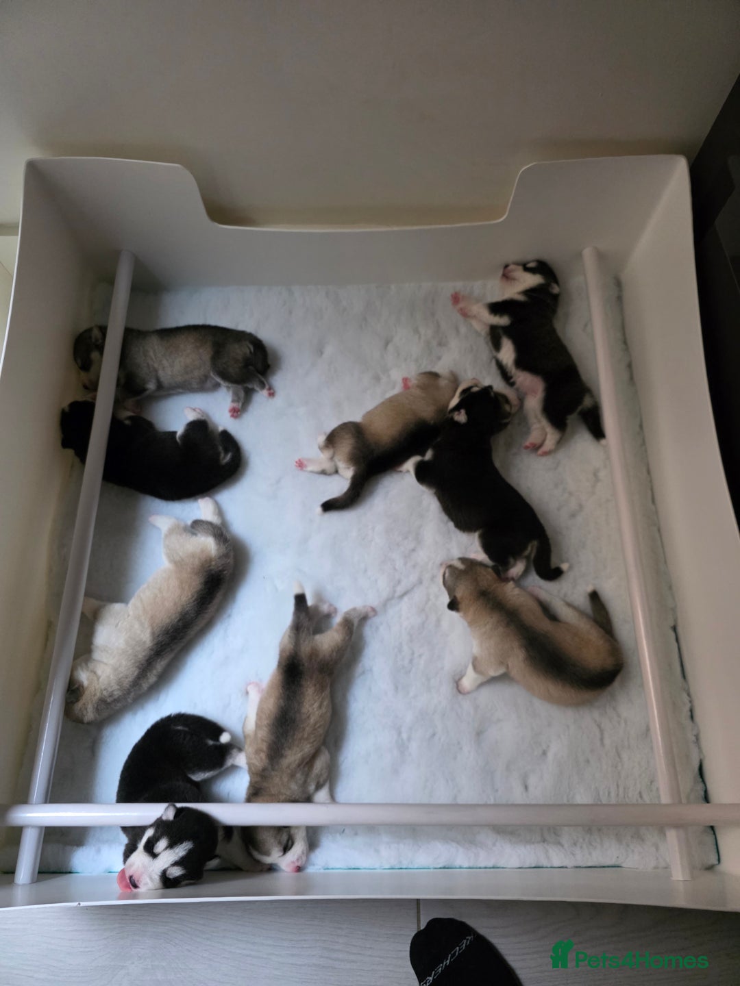 Siberian Husky dogs for sale: Siberian Husky Puppies - Image 21
