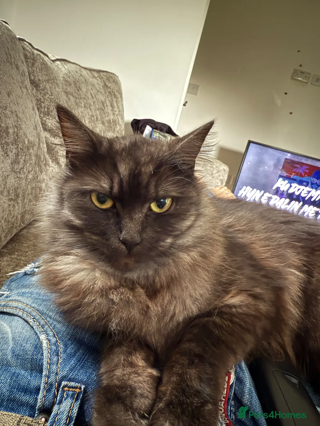 Nebelung cats for sale: 2 cat  in Leeds - Advert 5