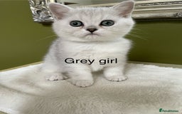 British Shorthair cats for sale: BSH Black Tipped GCCF Reg Kittens - Image 26