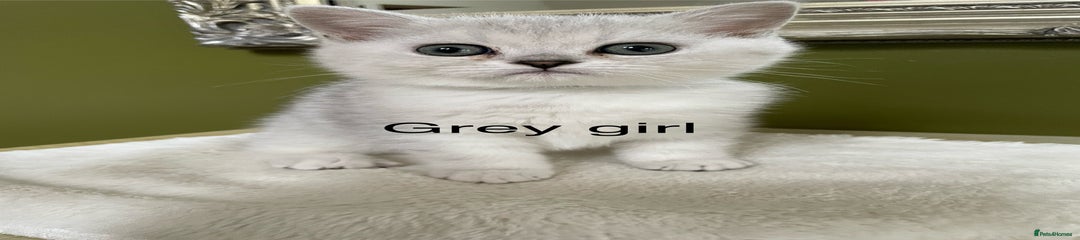 British Shorthair Kitten 5