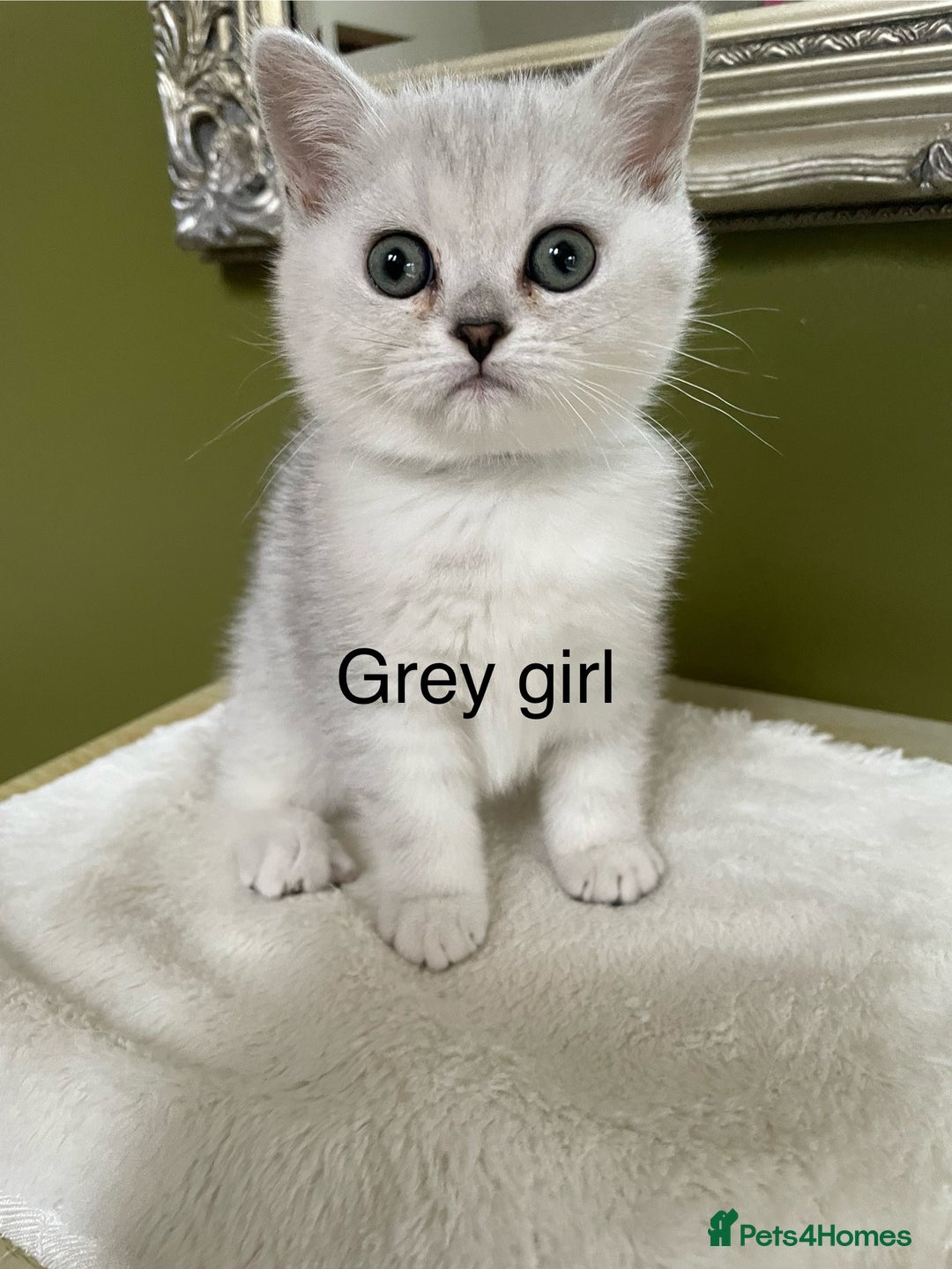 British Shorthair cats for sale: BSH Black Tipped GCCF Reg Kittens - Image 26